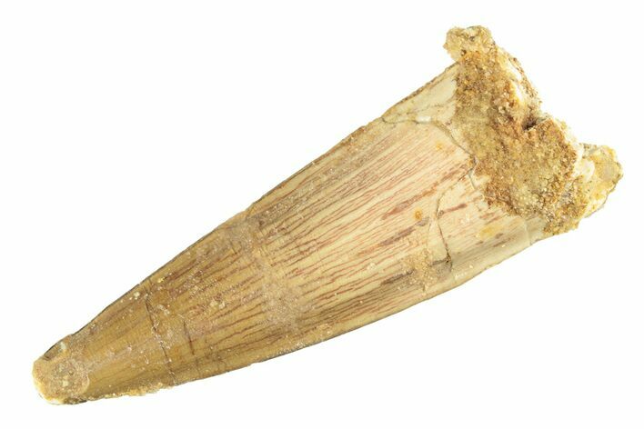 Fossil Spinosaurus Tooth - Real Dinosaur Tooth #266562